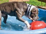 Uovo gioco per cani in plastica, viola, 20 cm – Jolly Pets Egg - immagine 5
