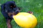 Uovo gioco per cani in plastica, viola, 30 cm – Jolly Pets Egg - immagine 2