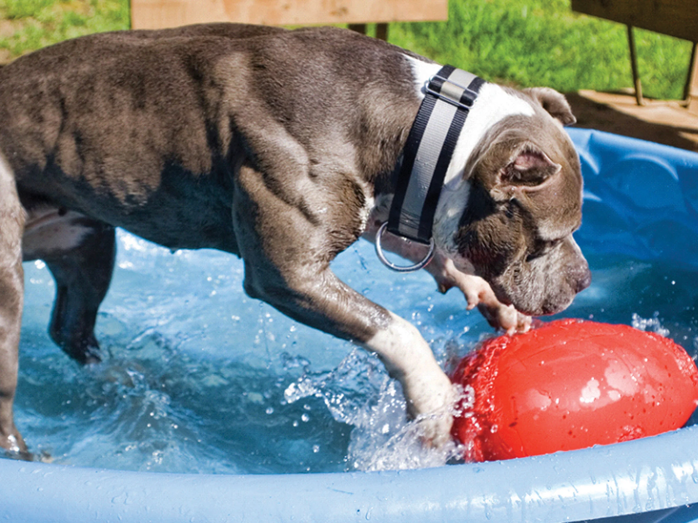 Uovo gioco per cani in plastica, viola, 30 cm – Jolly Pets Egg - immagine 3