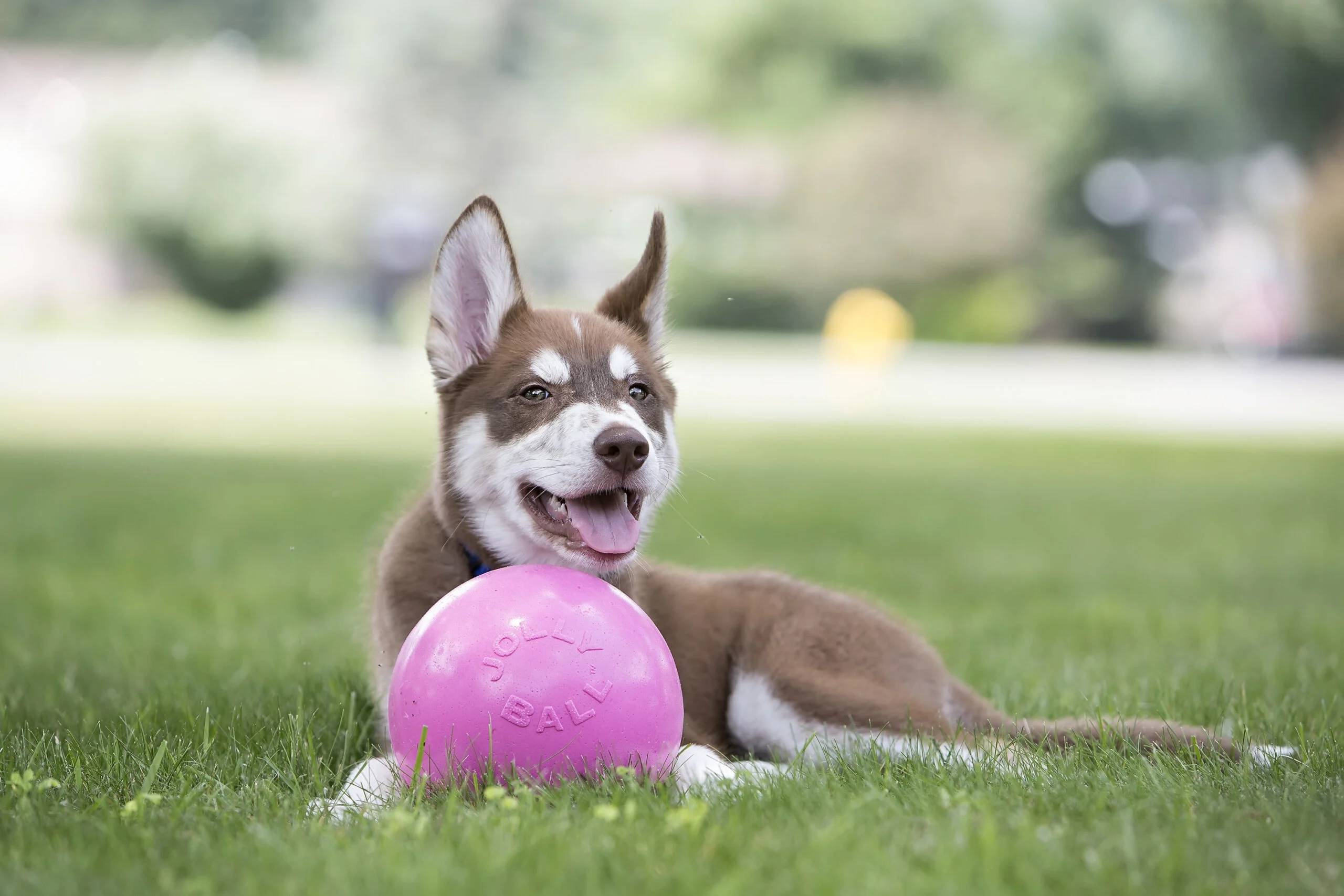Pallina galleggiante per cani, 15 cm – Jolly Pets Jolly Bounce-n Play Gomma da masticare M - immagine 2