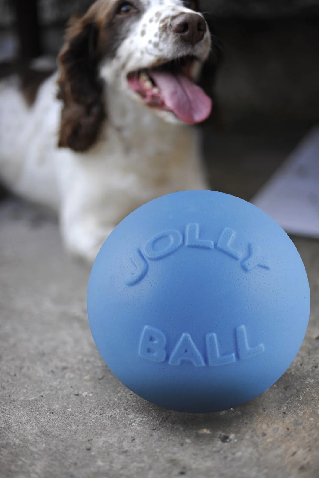 Palla rimbalzante per cani, galleggiante, mirtillo L, 20 cm – Jolly Pets Bounce-n Play - immagine 4