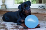 Palla rimbalzante per cani, galleggiante, mirtillo L, 20 cm – Jolly Pets Bounce-n Play - immagine 2