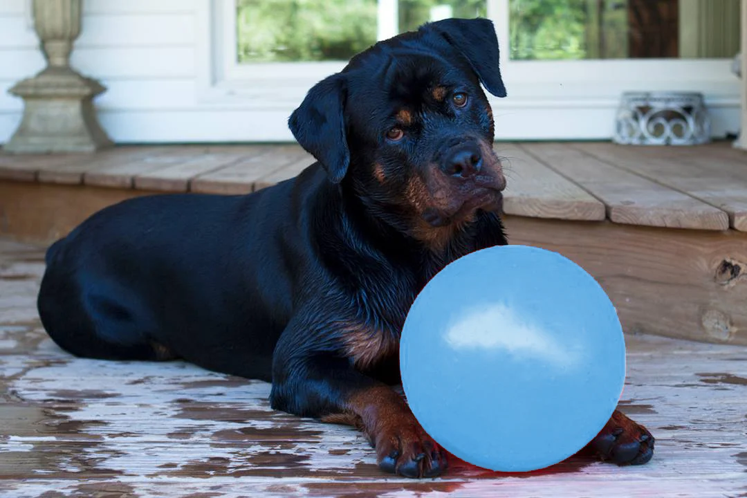 Palla rimbalzante per cani, galleggiante, mirtillo L, 20 cm – Jolly Pets Bounce-n Play - immagine 2