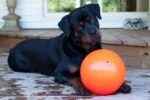 Pallina rimbalzante galleggiante per cani, Vaniglia L, 20 cm – Jolly Pets Bounce-n Play - immagine 3