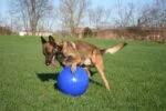 Palla per cani dalla superficie liscia, blu, 35 cm – Jolly Pets Push-n-Play - immagine 3