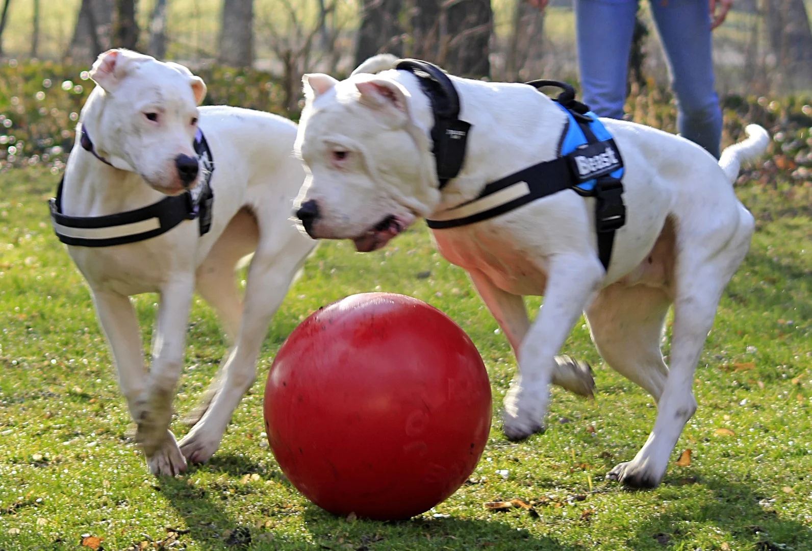 Palla per cani rossa con superficie liscia, 35 cm – Jolly Pets Push-n-Play - immagine 4