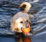 Palla porta snack per cani in gomma TPR, 7,6 cm – Jolly Pets Jolly Jumper arancione S - immagine 6