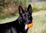 Palla porta snack per cani in gomma TPR, 7,6 cm – Jolly Pets Jolly Jumper arancione S - immagine 3