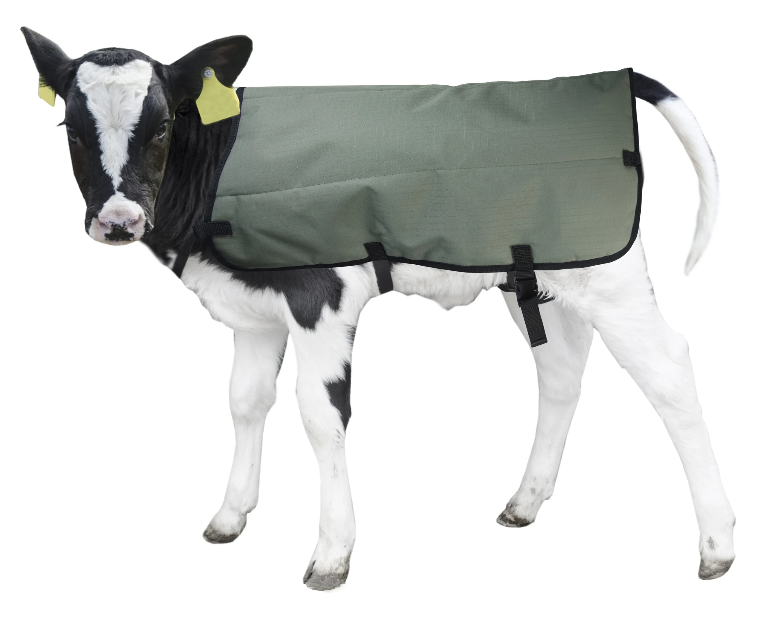 Coperta per vitelli impermeabile e traspirante, a marchio privato, 70 cm – Hofman Animal Care Calf Coat - immagine 4