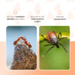Insetticida contro gli insetti striscianti per interni, per 5 l con flacone spray – Knock Pest - immagine 3