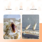 Trappola per scarafaggi con attrattivo e striscia adesiva, piccola, 3 pezzi – Knock Pest - immagine 5