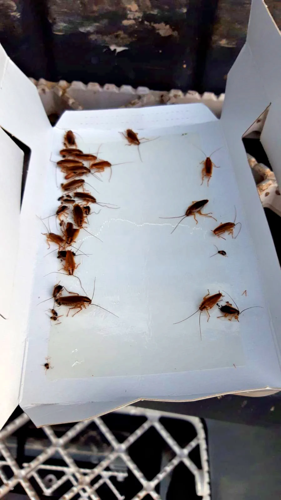 Trappola per scarafaggi con attrattivo, grande, 3 pezzi – Knock Pest - immagine 5