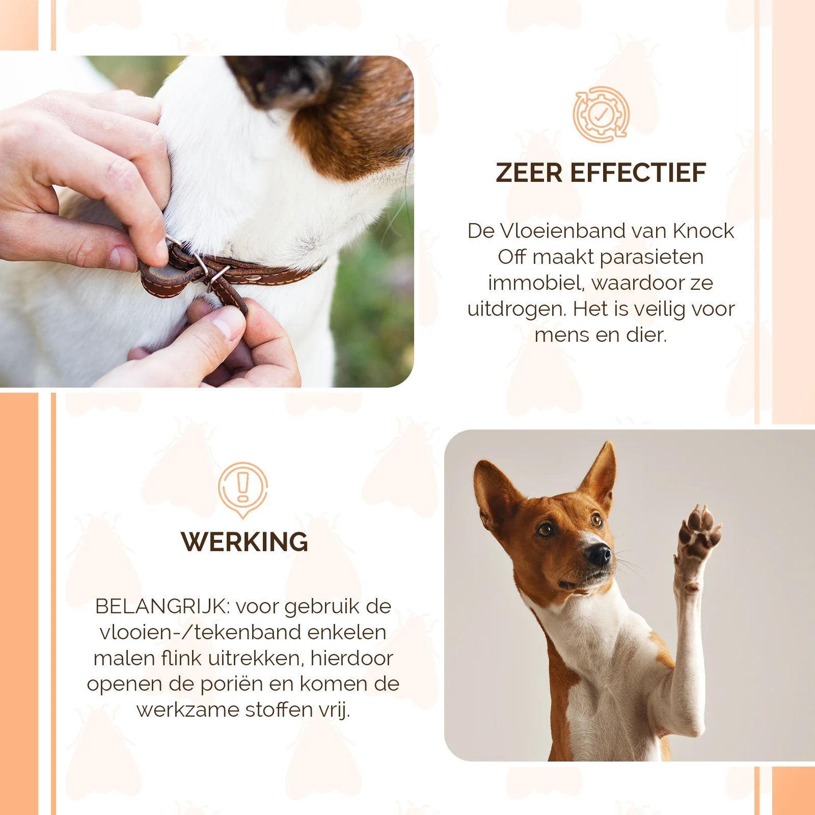 Collare per cani contro le pulci, 33 cm, olandese e francese – Knock Pest - immagine 4