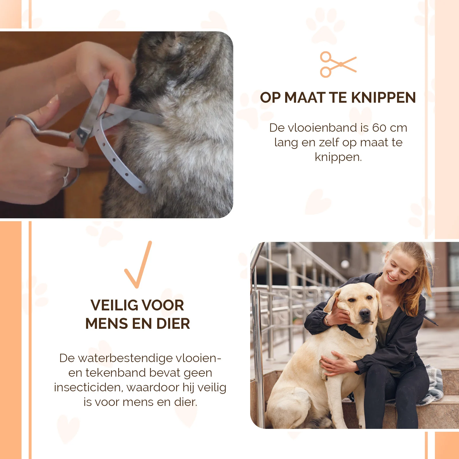 Collare antiparassitario per cani contro pulci e zecche, 59 cm, olandese e francese – Knock Pest - immagine 4