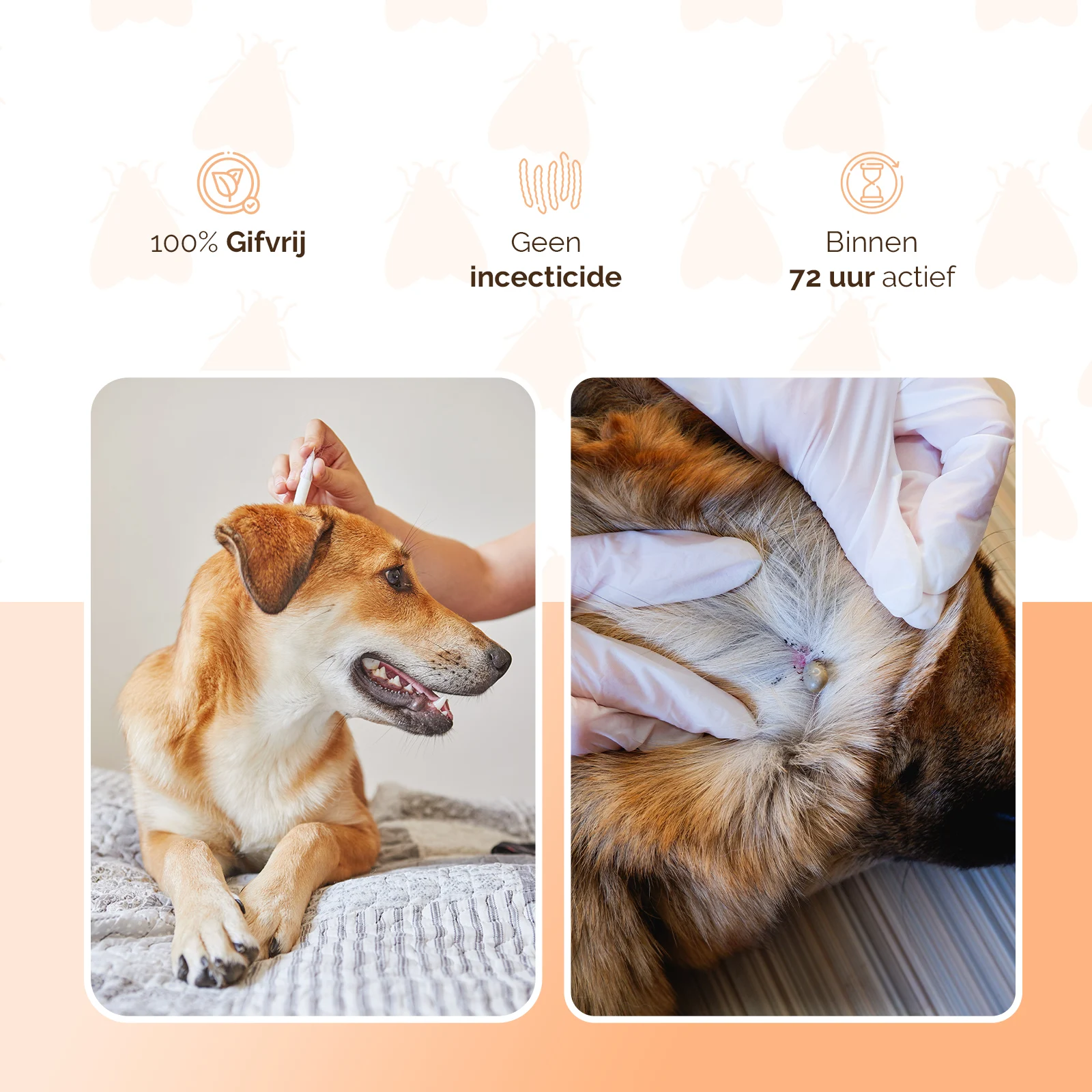 Pipette antipulci per cani sotto i 5 kg, contro le zecche, 2 x 2 ml – Knock Pest - immagine 3