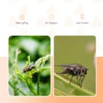 Esca per trappola per mosche, 240 g – Knock Pest FlyNip - immagine 3