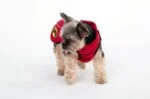 Mantellina per cani contro zecche e pulci con riflettore, XXXXS lunghezza del dorso 20 cm – Dog Armor Knockdown Coat (Insect Shield) - immagine 6
