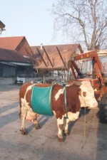 Sollevatore per bovini, regolabile, fino a 1000 kg - immagine 2