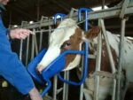 Sollevatore per la testa per la somministrazione orale alle bovine – Vink - immagine 2