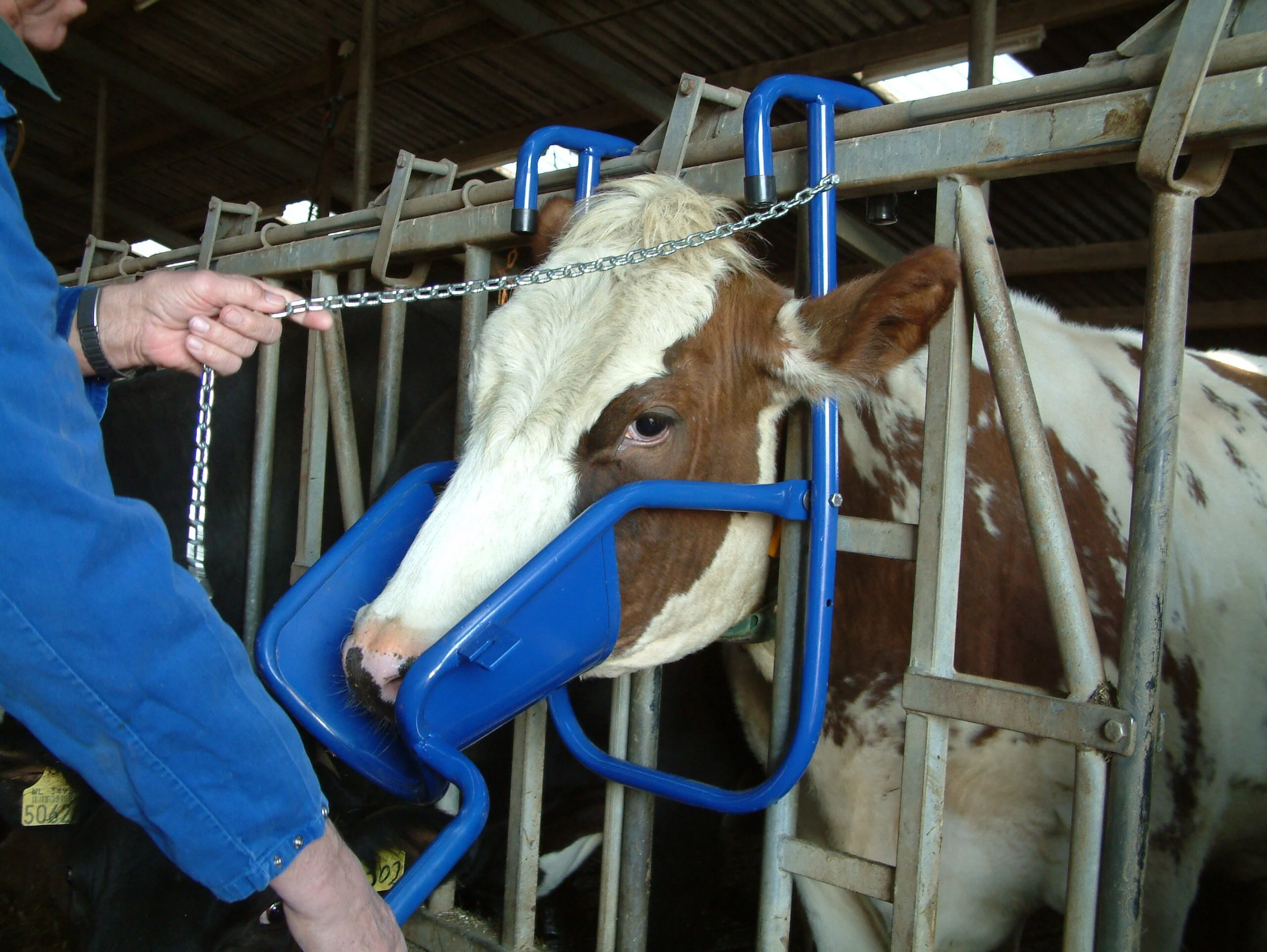 Sollevatore per la testa per la somministrazione orale alle bovine – Vink - immagine 2