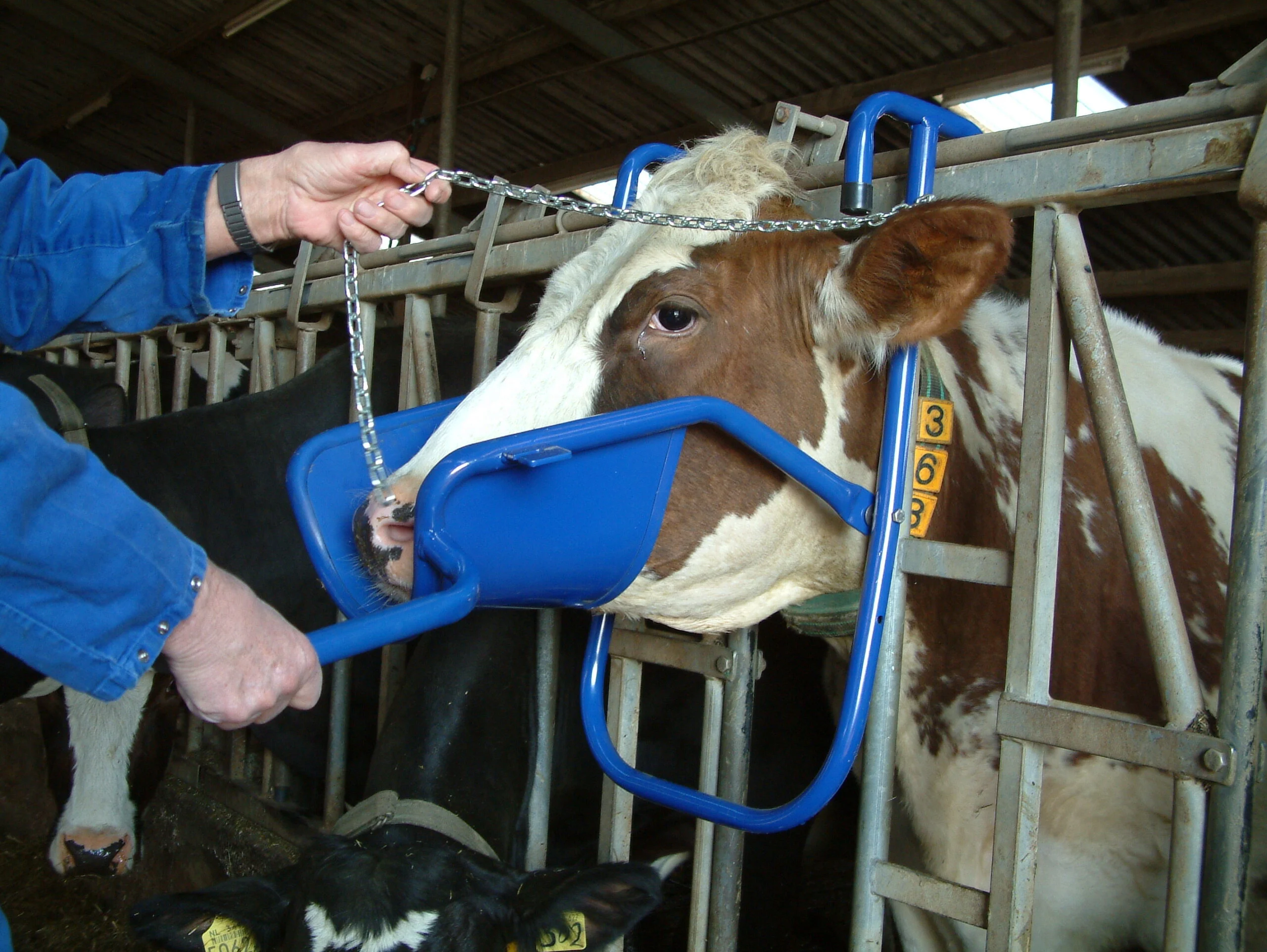Sollevatore per la testa per la somministrazione orale alle bovine – Vink - immagine 4