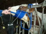Sollevatore per la testa per la somministrazione orale alle bovine – Vink - immagine 5