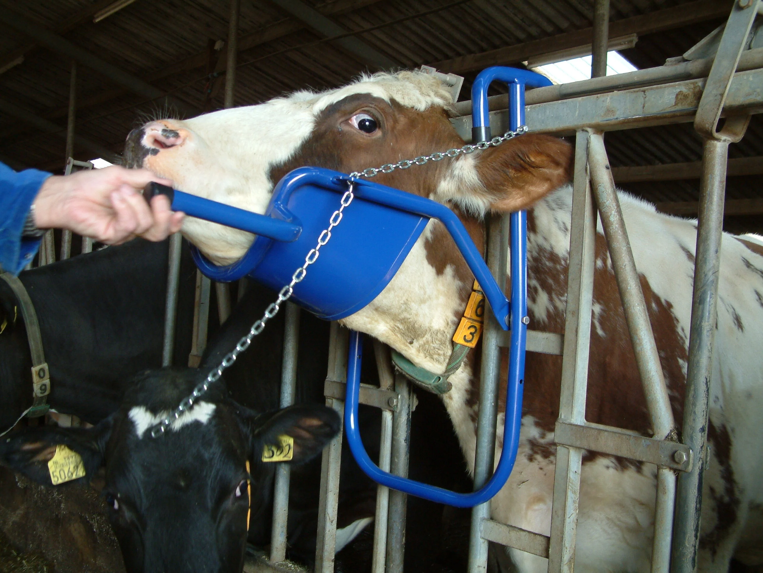 Sollevatore per la testa per la somministrazione orale alle bovine – Vink - immagine 5
