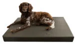 Cuccia ortopedica per cani con 3 cm di memory foam, 55 x 80 cm – Hofman Animal Care HD Dog Bed S - immagine 2
