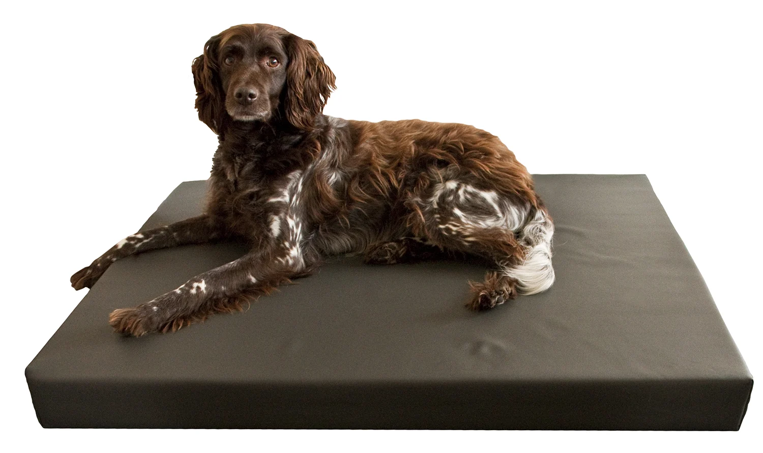 Cuccia ortopedica per cani con 3 cm di memory foam, 55 x 80 cm – Hofman Animal Care HD Dog Bed S - immagine 2