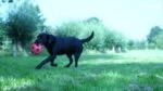 Snack da masticare per cani Small, 48 pezzi – Dental Ears - immagine 4