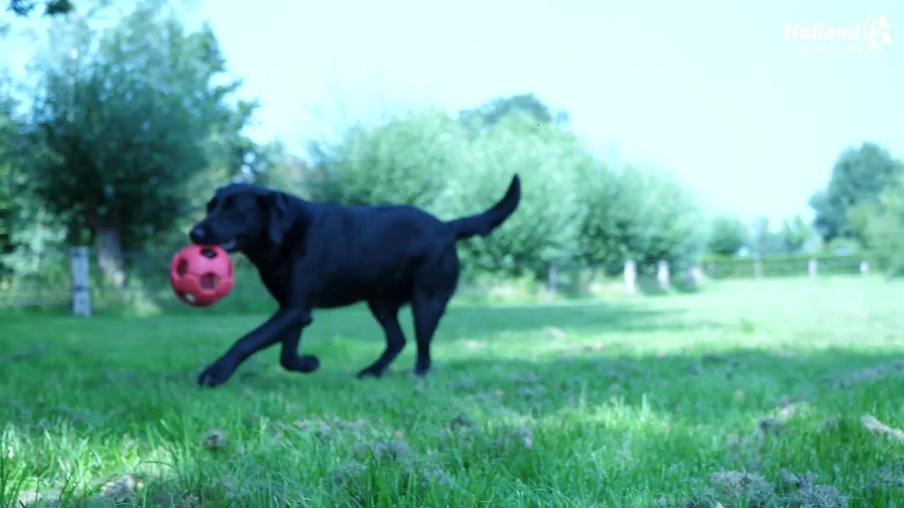Snack da masticare per cani Small, 48 pezzi – Dental Ears - immagine 4
