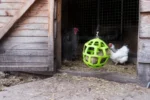 Blocco da beccare per galline ovaiole in fieno di prato, 3,5 kg – LAX Tierfutter - immagine 4