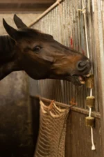 Snack per cavalli di erba medica su corda – LAX Tierfutter blocco di erba medica su corda gioco - immagine 2