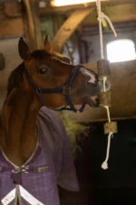 Snack per cavalli di erba medica su corda – LAX Tierfutter blocco di erba medica su corda gioco - immagine 5