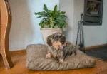 Cuscino per cani con fiocchi di schiuma L cognac, 100 x 75 x 10 cm – Let's Sleep Plush Pillow - immagine 3