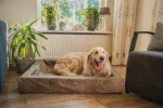Cuscino per cani con bordo rialzato color cognac, 60 x 50 x 12 cm – Let's Sleep Comfy Cushion M - immagine 3