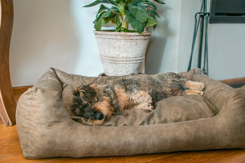 Cuccia per cani con cuscino estraibile L antracite – Let's Sleep Sweet Dreams - immagine 3