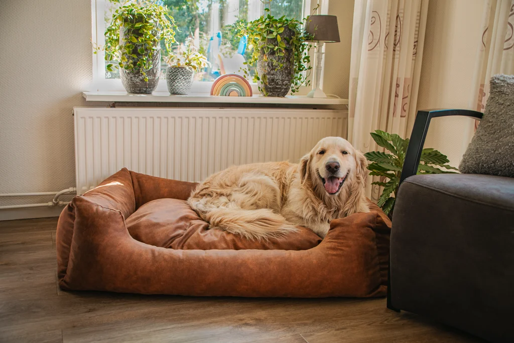 Cuccia per cani con cuscino estraibile XL tortora – Let's Sleep Sweet Dreams - immagine 2