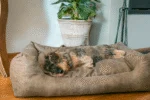 Cuccia per cani con cuscino estraibile XL tortora – Let's Sleep Sweet Dreams - immagine 3