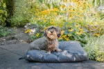 Cuscino per cani da esterno con rivestimento idrorepellente, antracite XL, 125 x 90 x 10 cm – Let's Sleep Cushy Cloud - immagine 3