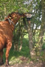 Supporto in plastica per pietra da leccare da 10 kg, da fissare a un palo – Vplast - immagine 4