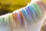 Gessetti colorati per criniera per cavalli, colori arcobaleno, 6 pezzi – Lucky Horse Unicorn Regenboog Kleurkrijt - immagine 6