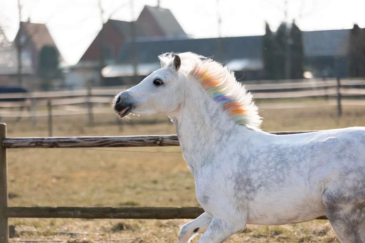 Gessetti colorati per criniera per cavalli, colori arcobaleno, 6 pezzi – Lucky Horse Unicorn Regenboog Kleurkrijt - immagine 3