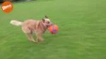 Palla da calcio per cani con scanalature in gomma, Ø 14 cm – Chuckit! Kick Fetch Dog S - immagine 3
