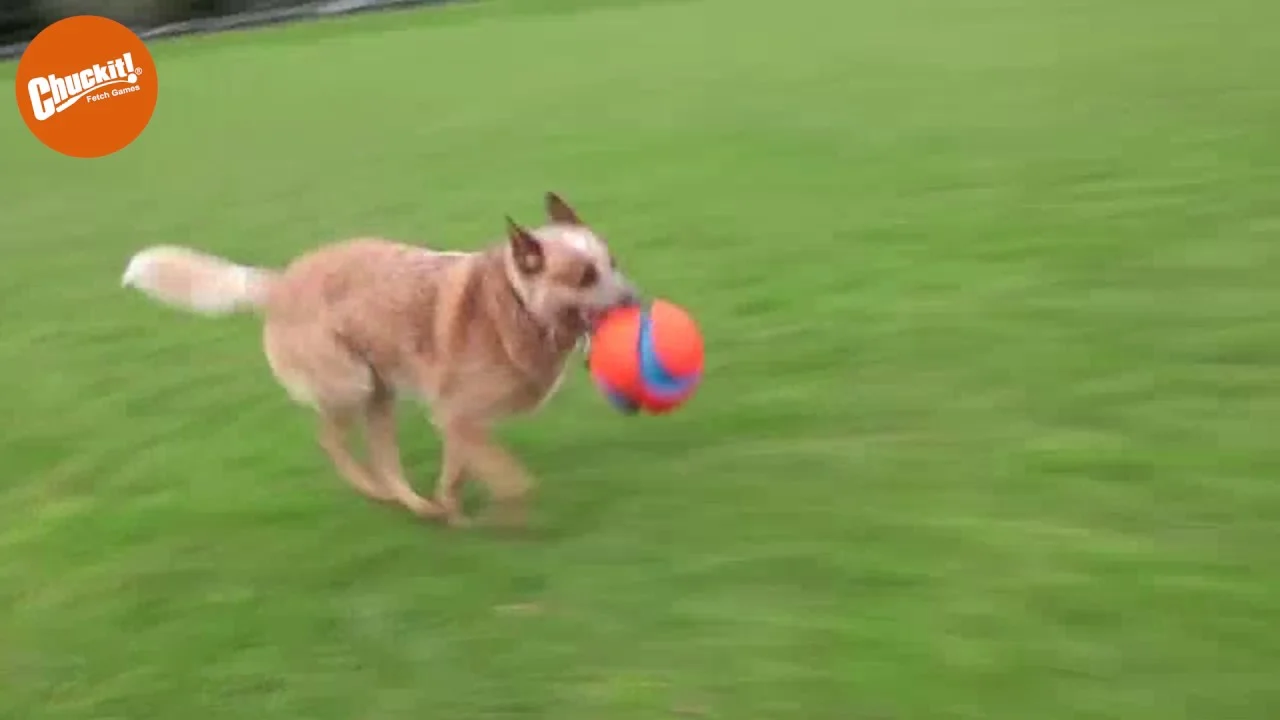 Palla da calcio per cani con scanalature in gomma, Ø 14 cm – Chuckit! Kick Fetch Dog S - immagine 3
