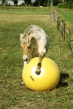 Palla gioco per cavalli gialla, 65 cm – Maximus Power Play Ball - immagine 2