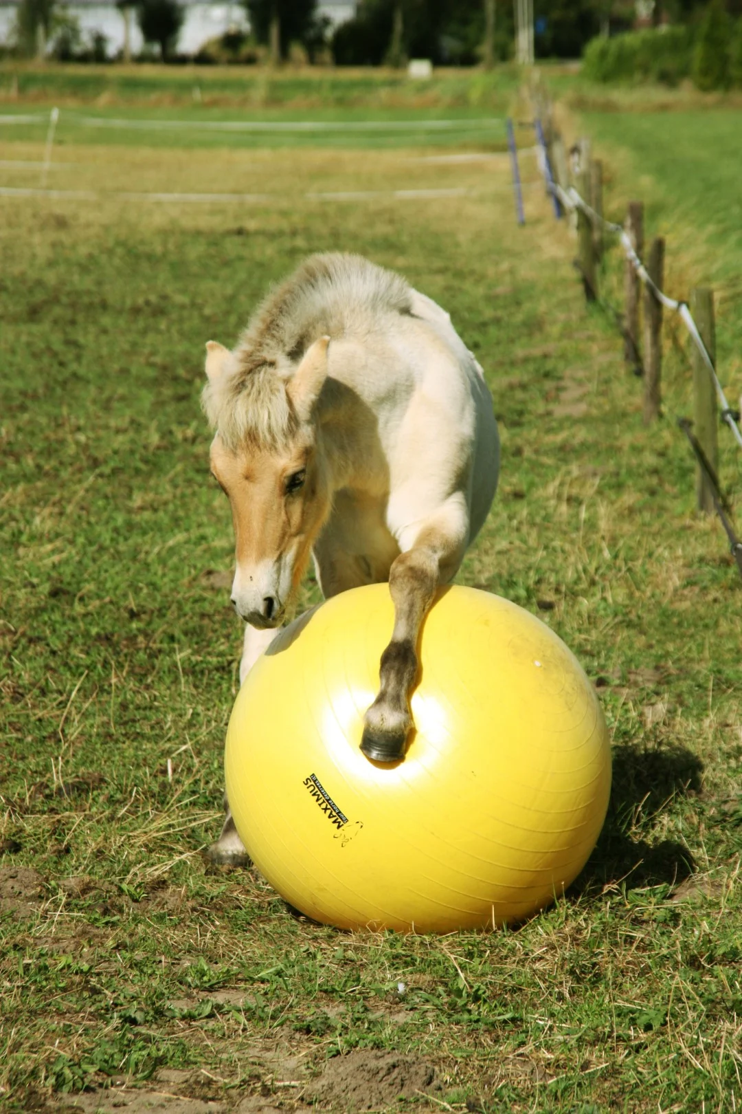 Palla gioco per cavalli gialla, 65 cm – Maximus Power Play Ball - immagine 2
