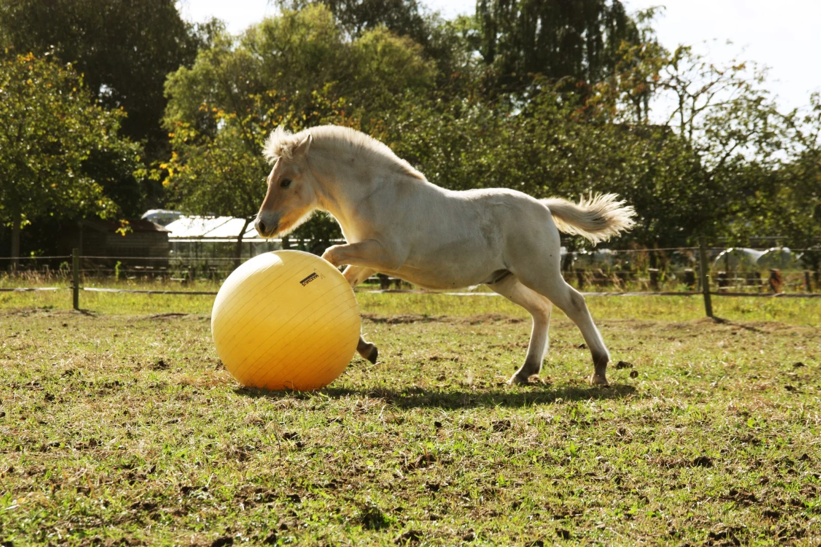 Palla gioco per cavalli gialla, 65 cm – Maximus Power Play Ball - immagine 6
