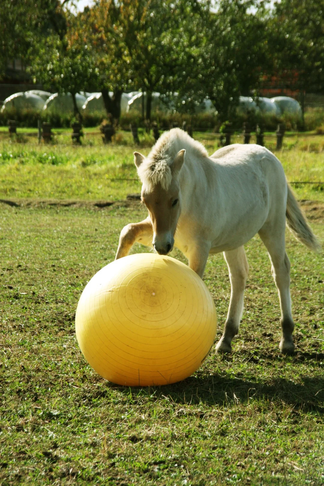 Palla gioco per cavalli gialla, 65 cm – Maximus Power Play Ball - immagine 3