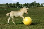 Palla gioco per cavalli gialla, 65 cm – Maximus Power Play Ball - immagine 5